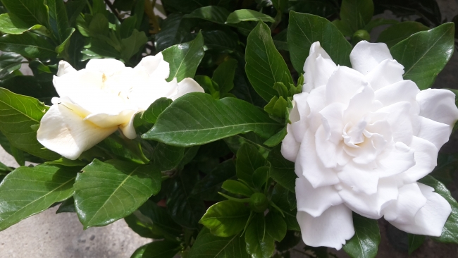 Piante di gardenia da Ernesto Ricotti a Sestri Levante