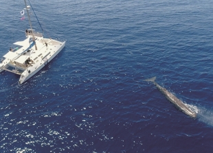 In Liguria il primo corso italiano di “Whale Watching”, in 14 hanno superato l&#039;esame