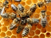 L&#039;apicoltura diventi DOP, la proposta dei Verdi