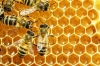 40 mila euro per l&#039;apicoltura ligure