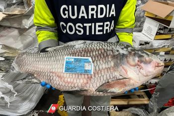 Sequestrate 2 tonnellate di pesce, operazione della Guardia Costiera spezzina a Reggio Emilia