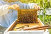 La disastrosa stagione dell’apicoltura in Liguria: &quot;Ci servono sostegni e risarcimenti&quot;