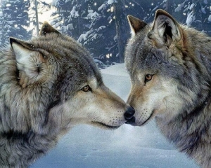 La Conferenza Stato Regioni respinge l&#039;abbattimento dei lupi: la soddisfazione dell&#039;AIGAE