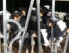 Il maltempo blocca i rifornimenti, alle mucche della Tenuta di Marinella pensano gli allevatori della zona
