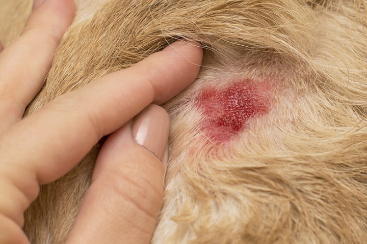 Dermatite nel cane: cause, cure e consigli