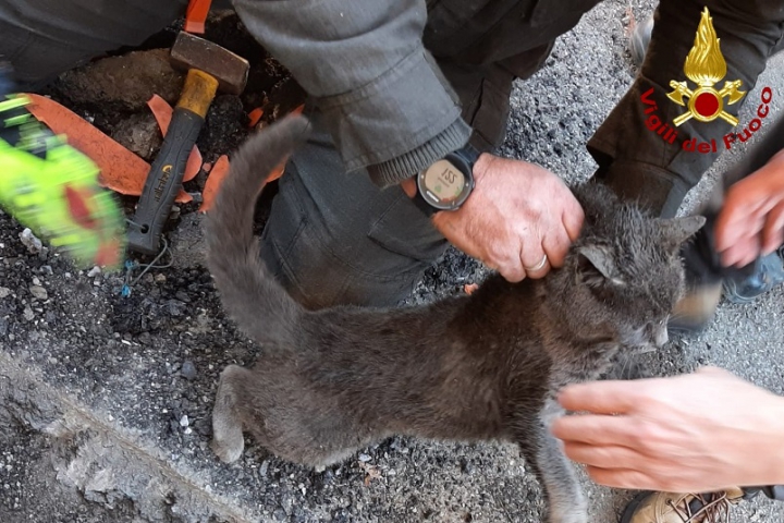 Gatto resta incastrato in un tubo, salvato dai Vigili del Fuoco