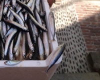 Acciughe, scatta il fermo biologico per i pescatori liguri