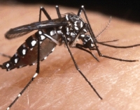 Il Comune emette un’ordinanza urgente per la lotta alle zanzare