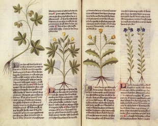 Herbarium, al via la quarta edizione con la collaborazione de La Gramigna