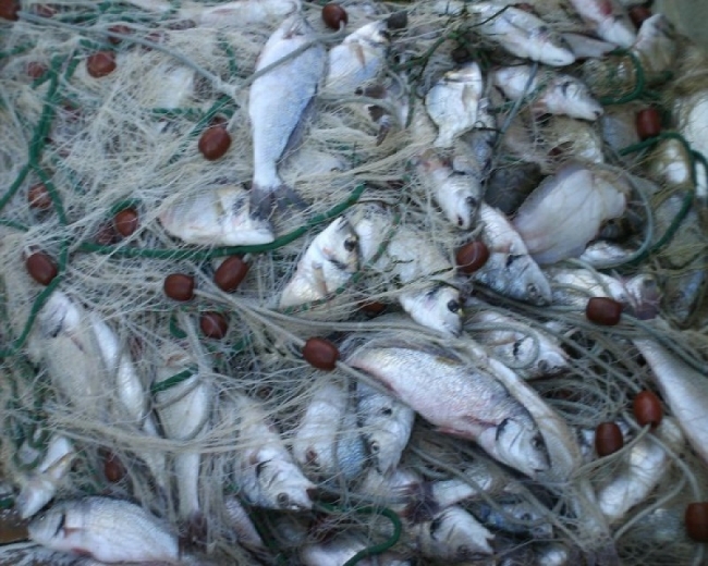 Seminario sicurezza alimentare settore ittico