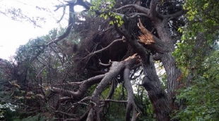 La Palmaria ha perso uno dei suoi simboli: il pino monumentale non c&#039;è più (foto)