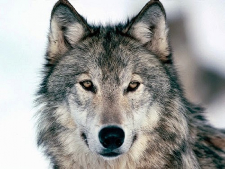 I lupi alla Spezia: conosciamo i nostri silenziosi &quot;coinquilini&quot;