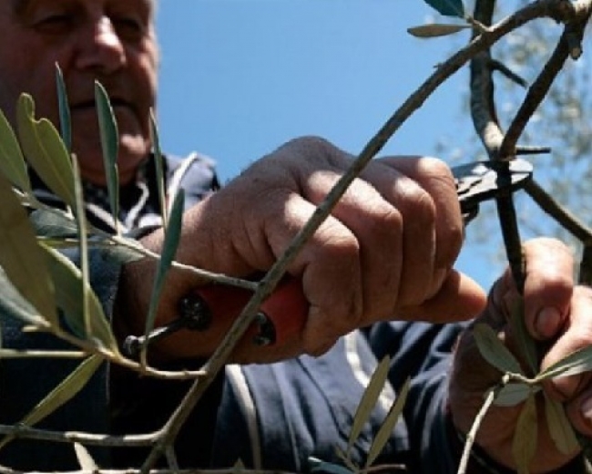 Corso di potatura dell&#039;olivo organizzato da Confagricoltura La Spezia