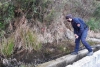 A Vernazza e Monterosso scoperti siti riproduttivi di anfibi a rischio estinzione