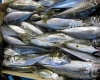 Coldiretti Impresa Pesca: &quot;Approvato il programma operativo Feamp&quot;