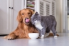 Stuzzy: il nutrimento che mette d’accordo cani e gatti