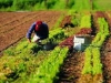 Rinnovato il contratto di lavoro di 1,2 milioni di operai agricoli