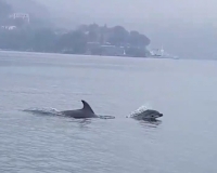 I delfini invadono il Golfo
