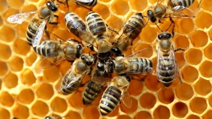 Un piano per salvare le api