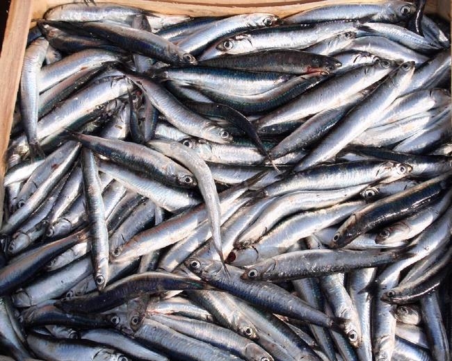 Coldiretti Impresa Pesca: &quot;Il prezzo delle acciughe crolla per colpa del pescato che viene da fuori&quot;