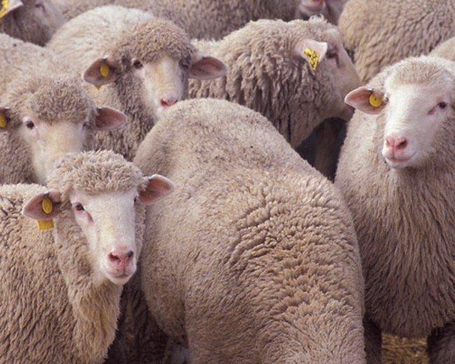 Febbre ovina, tre incontri con gli allevatori