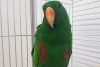 Esemplare di pappagallo ecletto recuperato dai Carabinieri Forestali: si cerca il proprietario