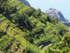 I Carabinieri controllano i vini delle Cinque Terre: 8 mila euro di sanzioni