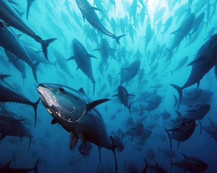 Chiusa la campagna di pesca sportiva / ricreativa del tonno rosso