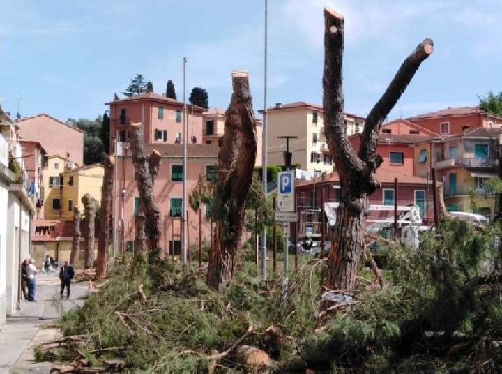 Fezzano, il gruppo Porto Venere Bene Comune prosegue la battaglia contro il taglio dei pini