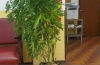 Una delle piante di marijuana