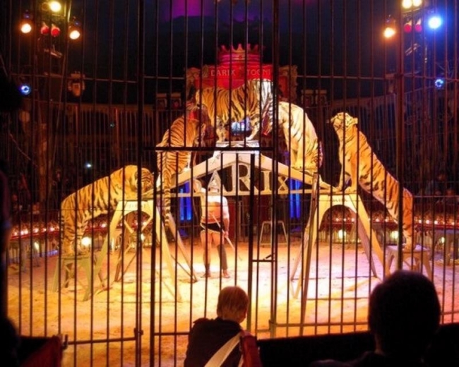 Lombardi (Rete a Sinistra): “Stop agli animali nel circo”