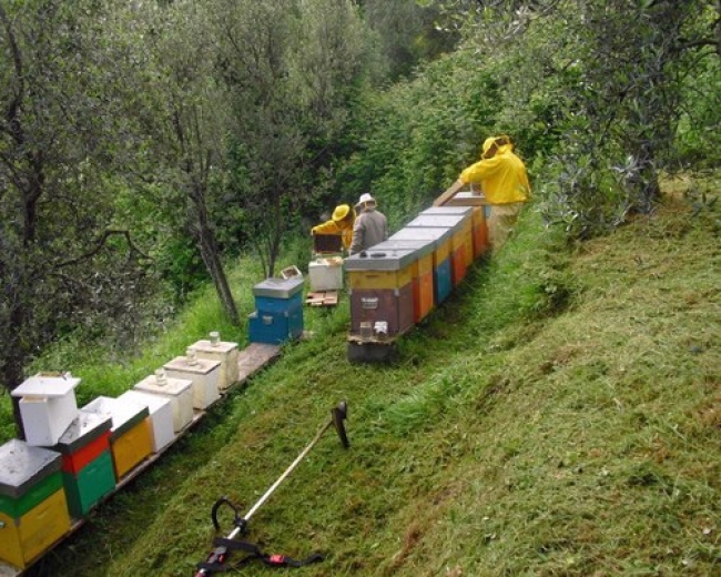 Ortonovo, Le Ragazze del Borgo organizzano un corso di apicoltura