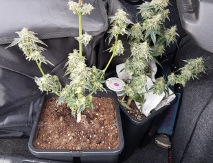 Sequestrate tre piante di cannabis ad Ameglia